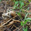 ESCARGOTS dans le jardin ( photo prise le 21 juillet 2025 ) . vue 1.          REMI JAYAT